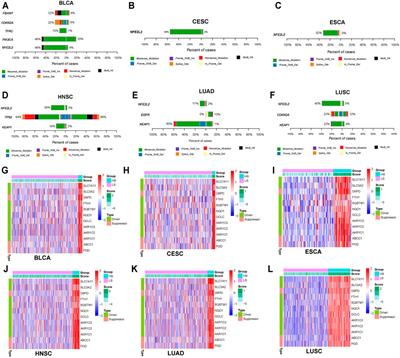 Multi-Omics Analysis of Cancer Cell Lines with High/Low Ferroptosis Scores and Development of a Ferroptosis-Related Model for Multiple Cancer Types